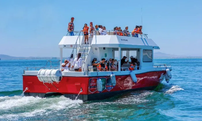 30-Minute Cape Town Harbour Cruise with Waterfront Boat Tours