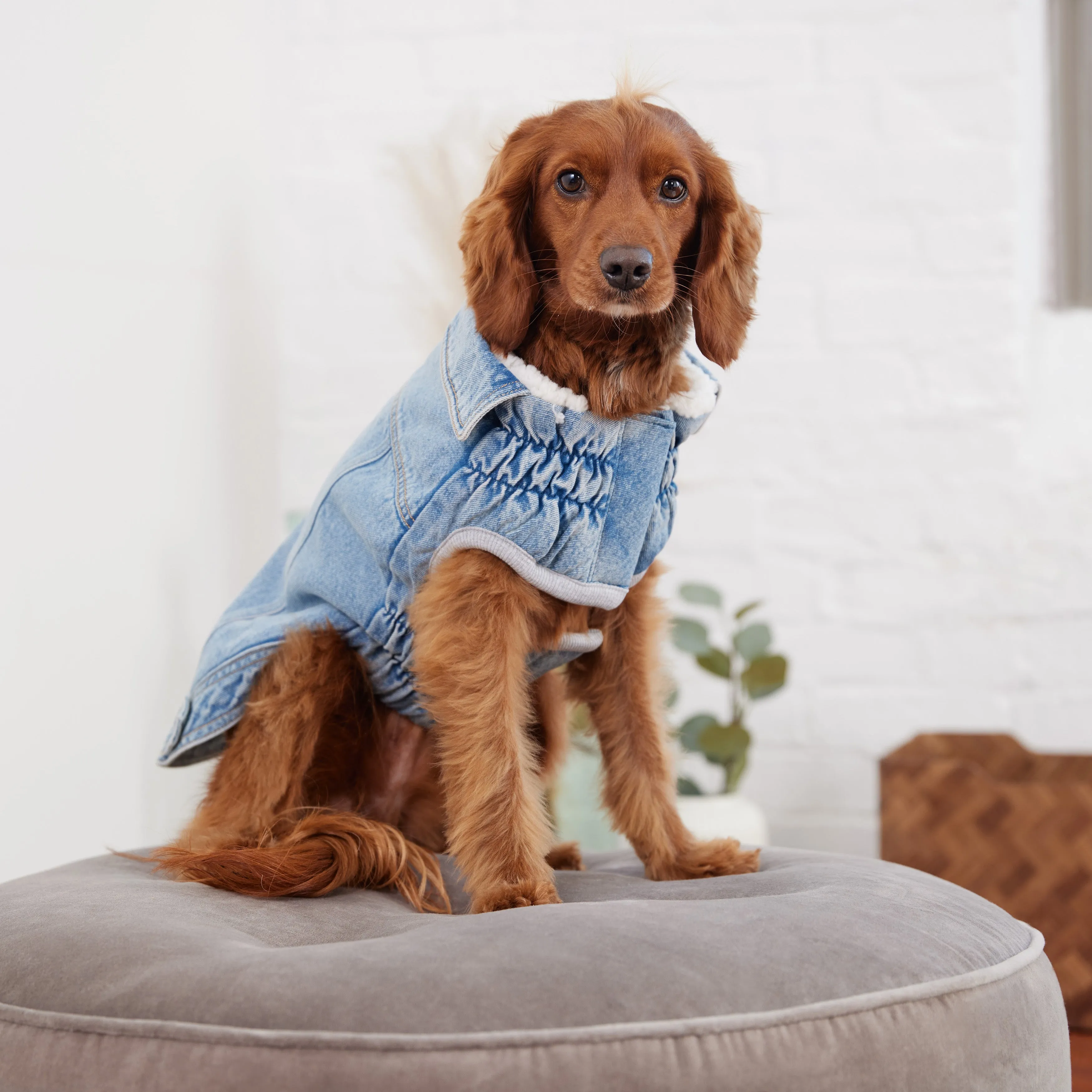 Denim Dog Winter Jacket - Light Wash