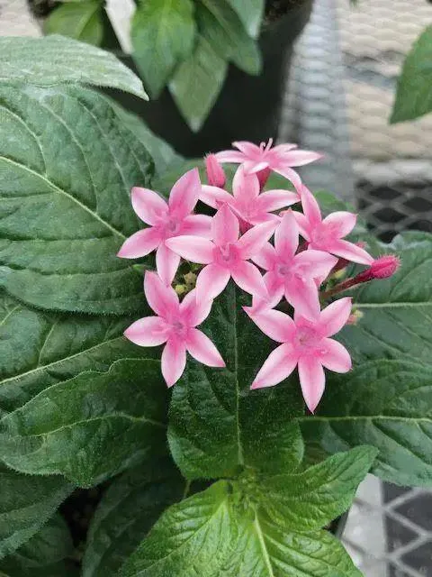 Pentas Graffiti 20/20 Flirty Pink Flower Seeds