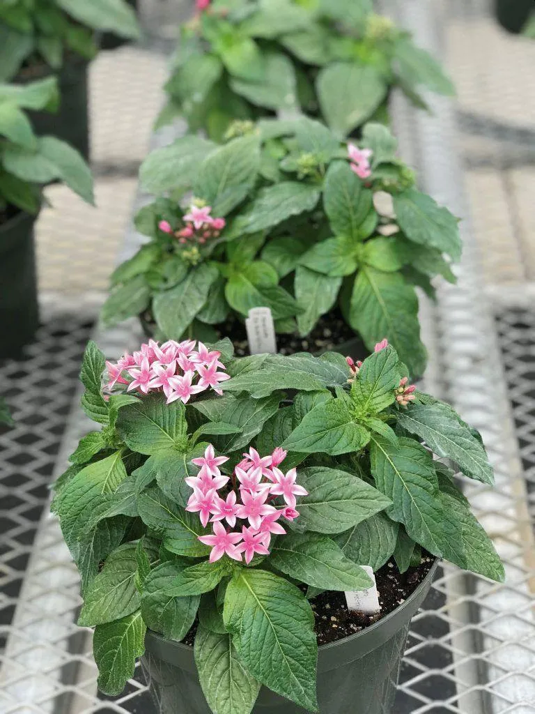 Pentas Graffiti 20/20 Flirty Pink Flower Seeds