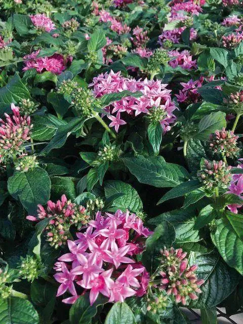 Pentas Graffiti 20/20 Flirty Pink Flower Seeds