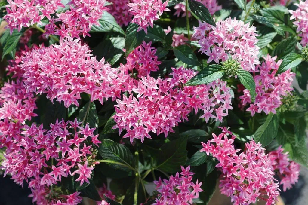 Pentas Graffiti 20/20 Flirty Pink Flower Seeds