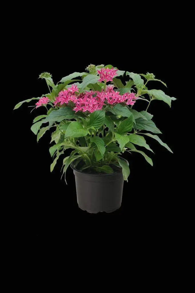 Pentas Graffiti 20/20 Flirty Pink Flower Seeds