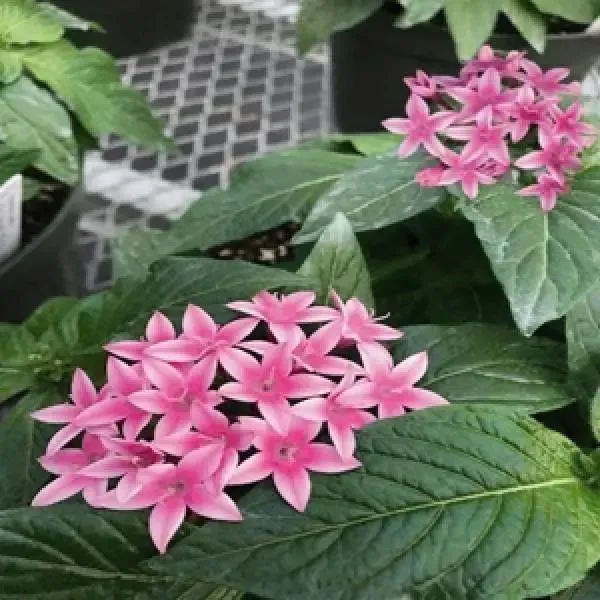 Pentas Graffiti 20/20 Flirty Pink Flower Seeds