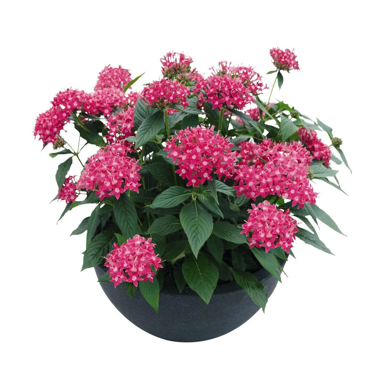 Pentas Graffiti 20/20 Lazer Pink Flower Seeds