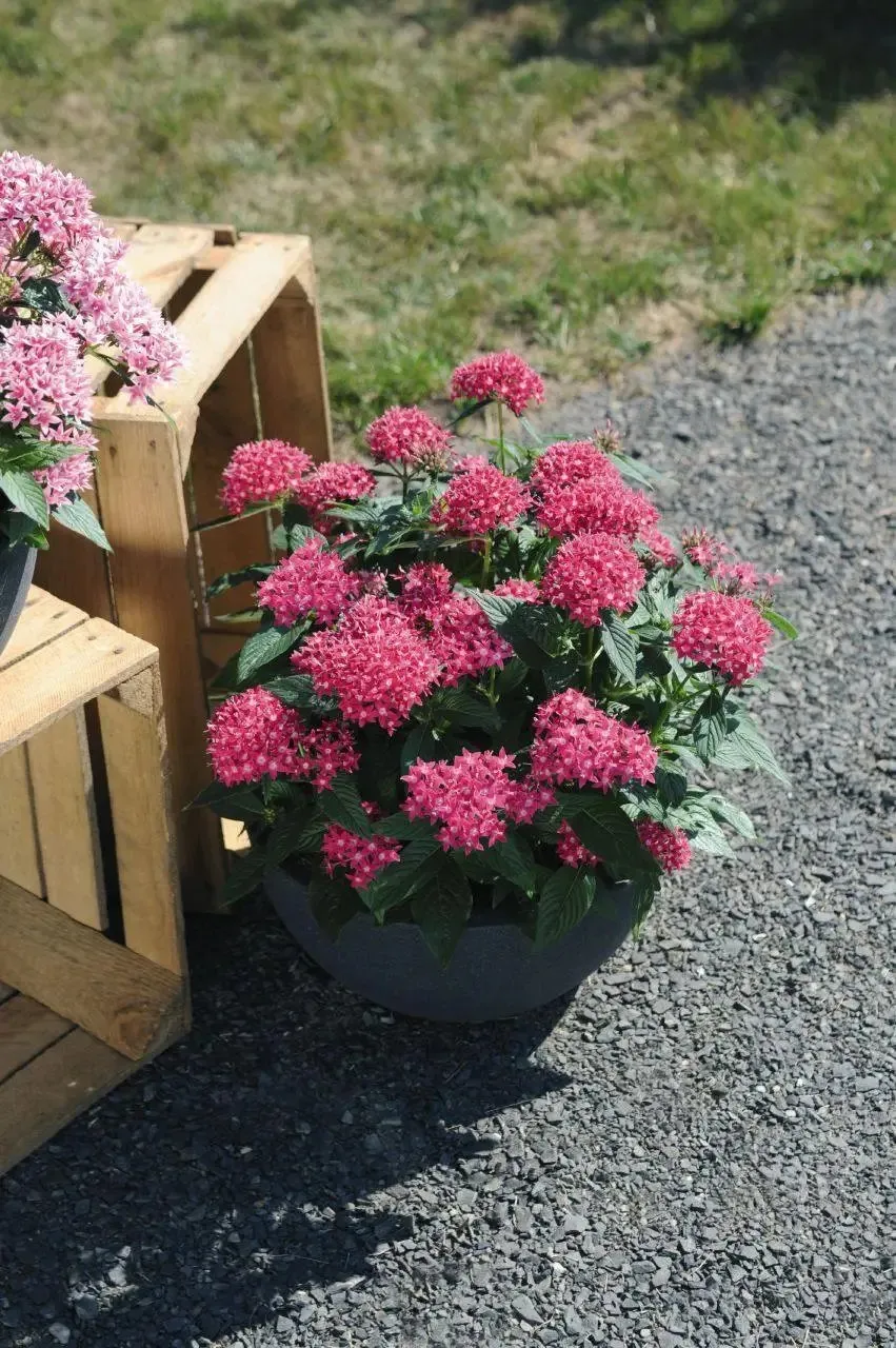 Pentas Graffiti 20/20 Lazer Pink Flower Seeds