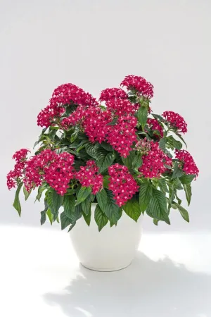 Pentas Graffiti 20/20 Lazer Pink Flower Seeds